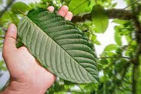 Discover the Exquisite Benefits of Small Batch Kratom